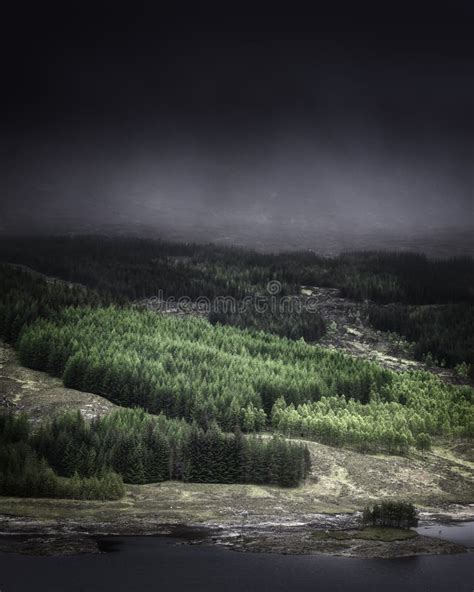 forest hill highlands