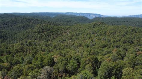 Forest Pictures for Project