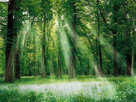 forest wall wallpaper