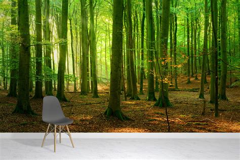 Forest Wallpaper Murals Uk