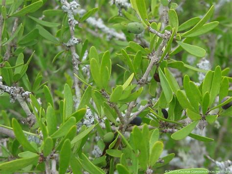 forestiera angustifolia