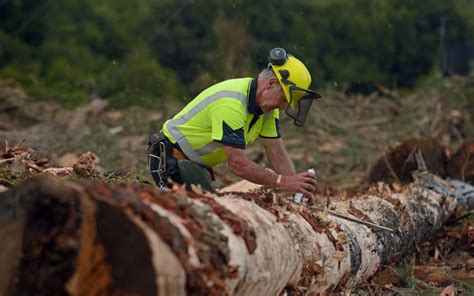 Maximize Your Forest Management with Expert Forestry Contractors: Services & Solutions