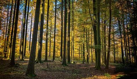 Forêt Bois SousBois · Photo gratuite sur Pixabay