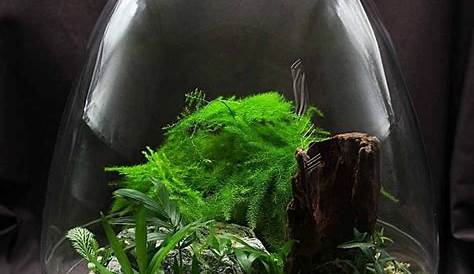 Foret De Verre Terrarium Autonome Jungle Goutte Djangal Bois Joli