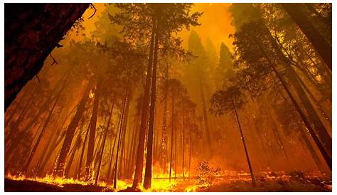 Foret Fer Forest Fire Wallpapers Wallpaper Cave