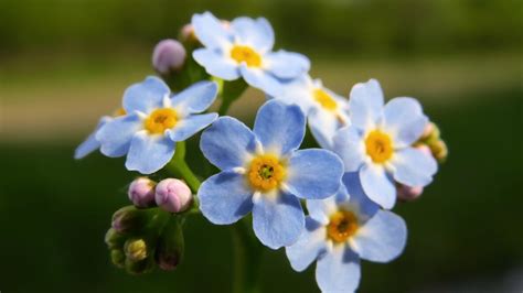 Forget Me Not Flower Zone