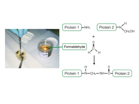 Formalin Fixation Effects