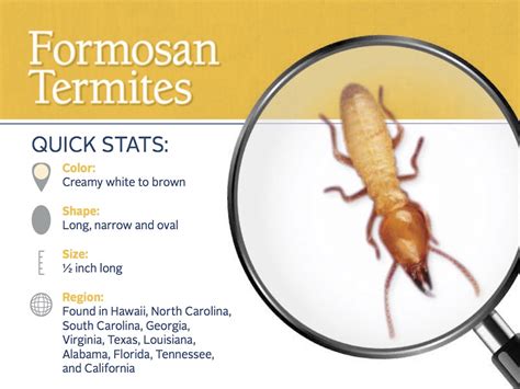 formosan subterranean termite facts