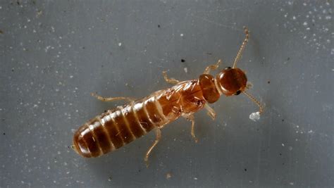 formosan termite swarmers without wings