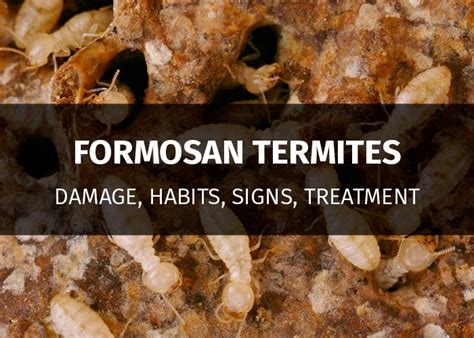 formosan termite treatment cost