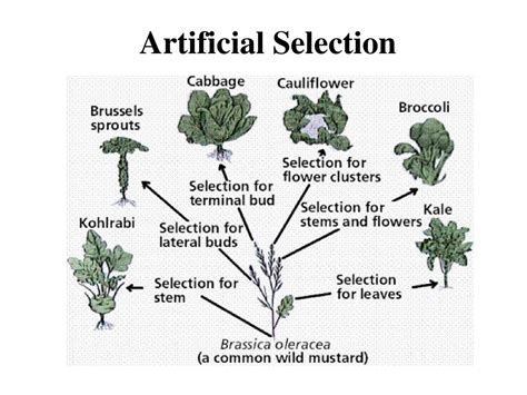 Forms Of Artificial Selection