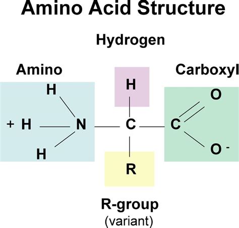 formula for pi amino acid