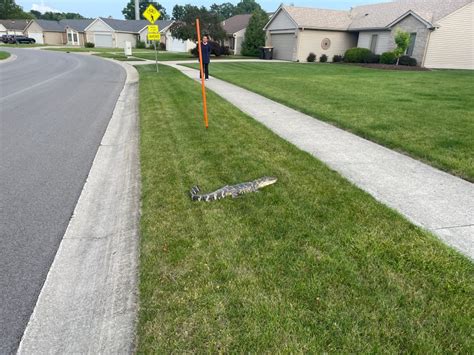 fort wayne alligator capture