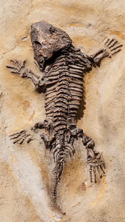 Fosil Adalah Pengertian Jenis Fungsi Cara Dan Penemuan Riset
