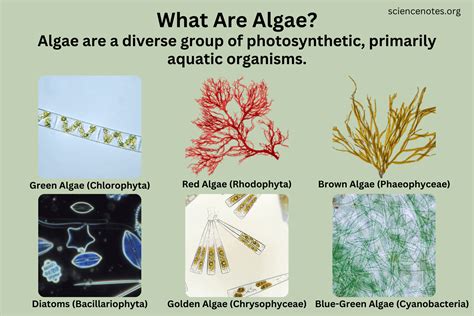 Fossil Algae Definition