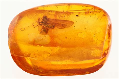 Fossil Amber With Insect
