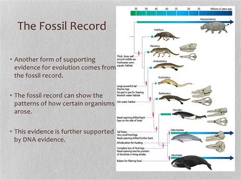 Fossil And Theory Of Evolution