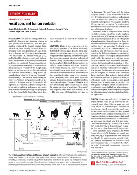 Fossil Apes And Human Evolution Pdf
