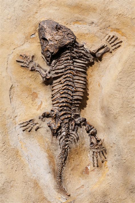 Fossil Beginning With A