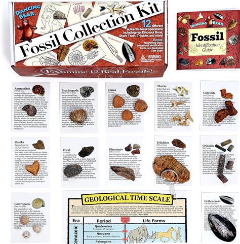 Fossil Collection Kit