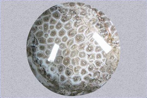 Fossil Coral Meaning