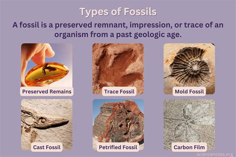 Fossil Definition In Physical Science