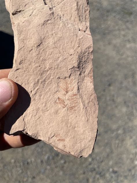 Fossil Digging In Oregon
