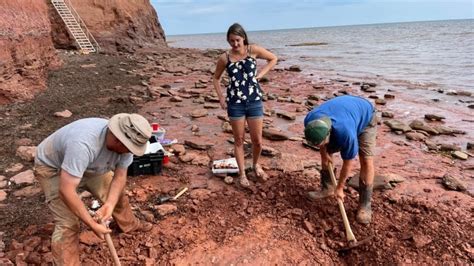 Fossil Discovery Pei