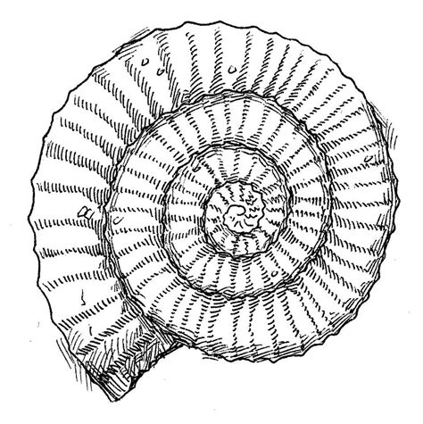 Free Fossil Drawing Sketch For Beginner