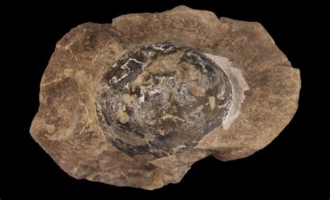 Fossil Egg Found