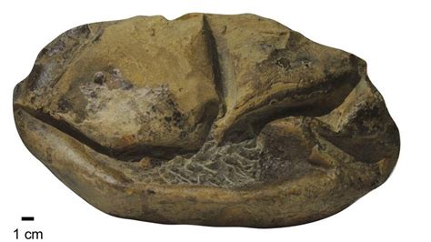 Fossil Egg Found In Antarctica