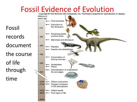 Fossil Evidence For Macroevolution