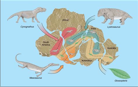 Fossil Evidence In Continental Drift