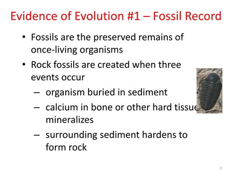 Fossil Evidence Of Evolution Questions