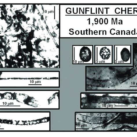 Fossil Evidence Of Microorganisms