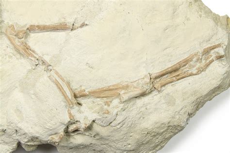 Fossil Evidence Of Rabbit