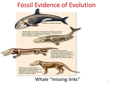 fossil evidence simple definition biology