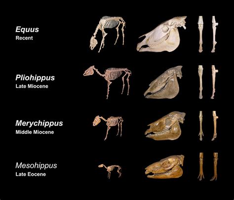 Fossil Evidence Supporting Evolution