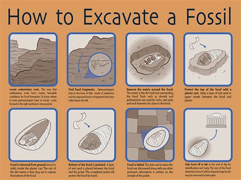 Excavation Techniques in Fossil Recovery