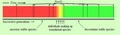 Fossil Gaps Evolution