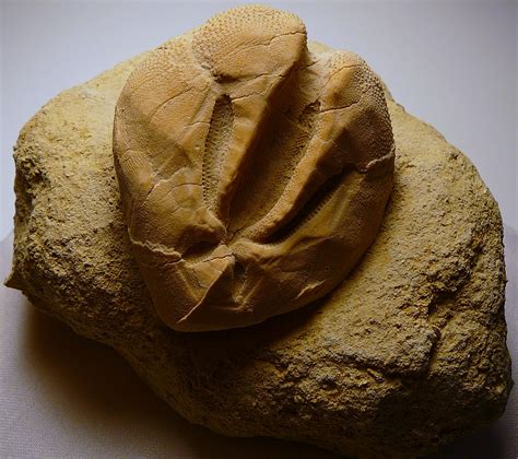 Fossil In Spanish Pronunciation