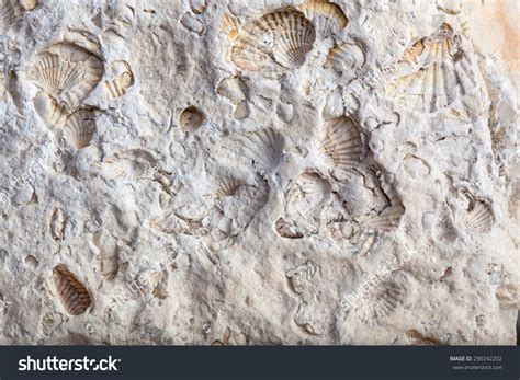 Uncover Secrets of Fossil Limestone History