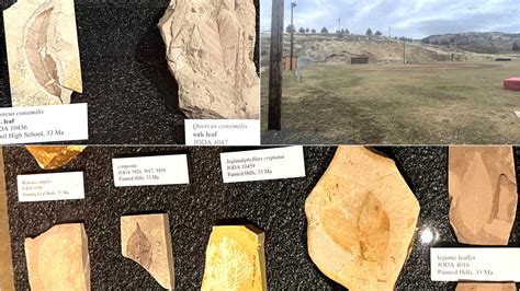 Fossil Oregon Fossils