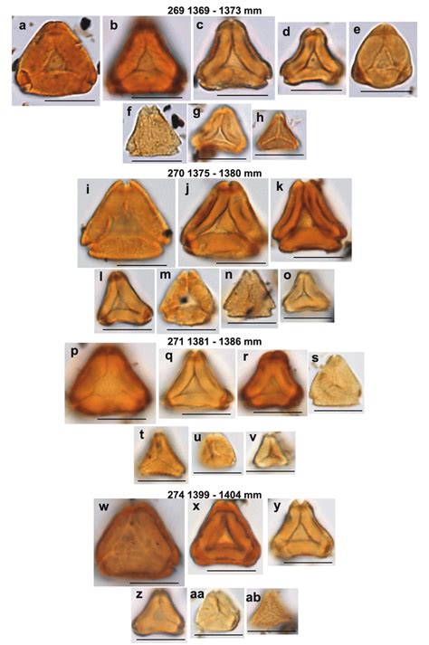 Fossil Pollen Examples