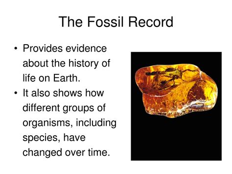 fossil record definition