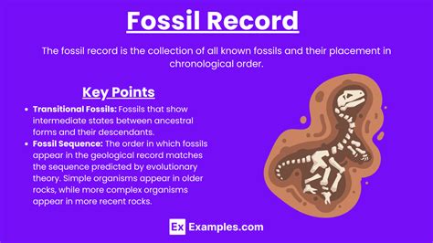 Fossil Record Definition Biology Example