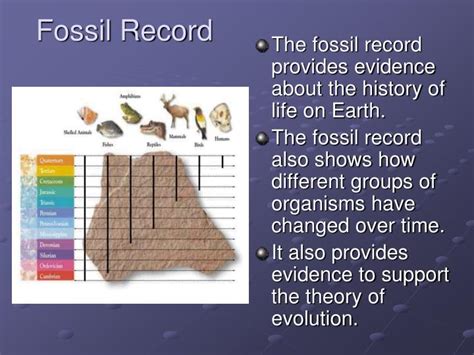 Fossil Record Description