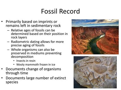 Fossil Record Easy Definition