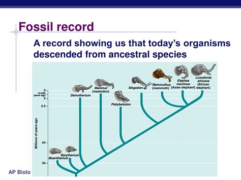 Fossil Record Explained