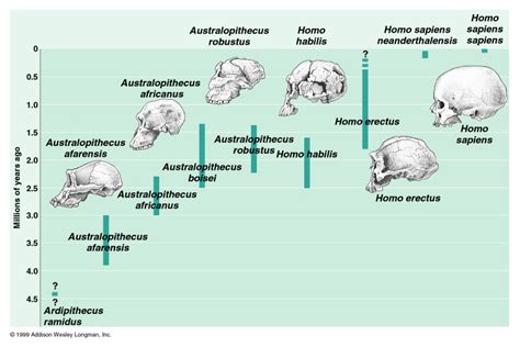 Fossil Record Of Human Evolution